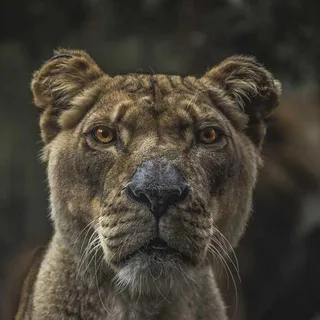 Walnut Cutting Board with Juice Groove & Handles